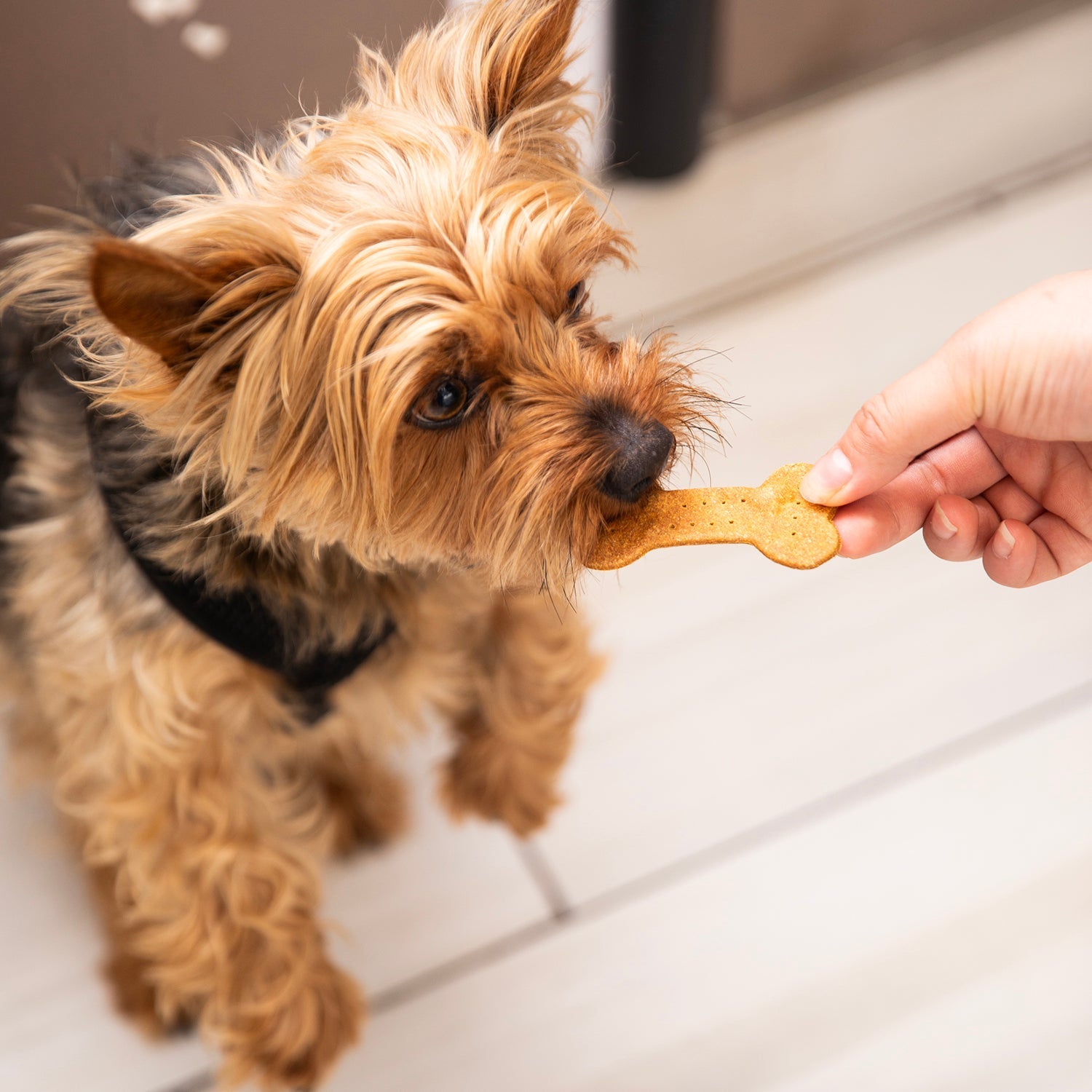 Doggy Treats
