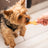 Doggy Treats