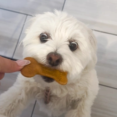 Mochi's Favorite | Single Treat